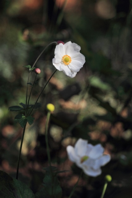 足元には秋の花_d0026817_16214380.jpg