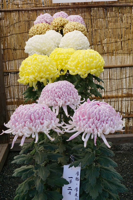 a0105819_16252471.jpg