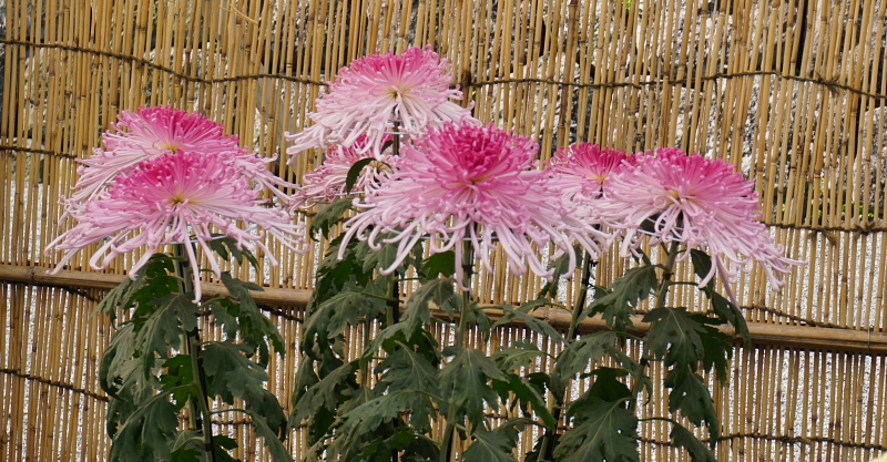 a0105819_16262160.jpg