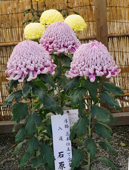 a0105819_1627734.jpg