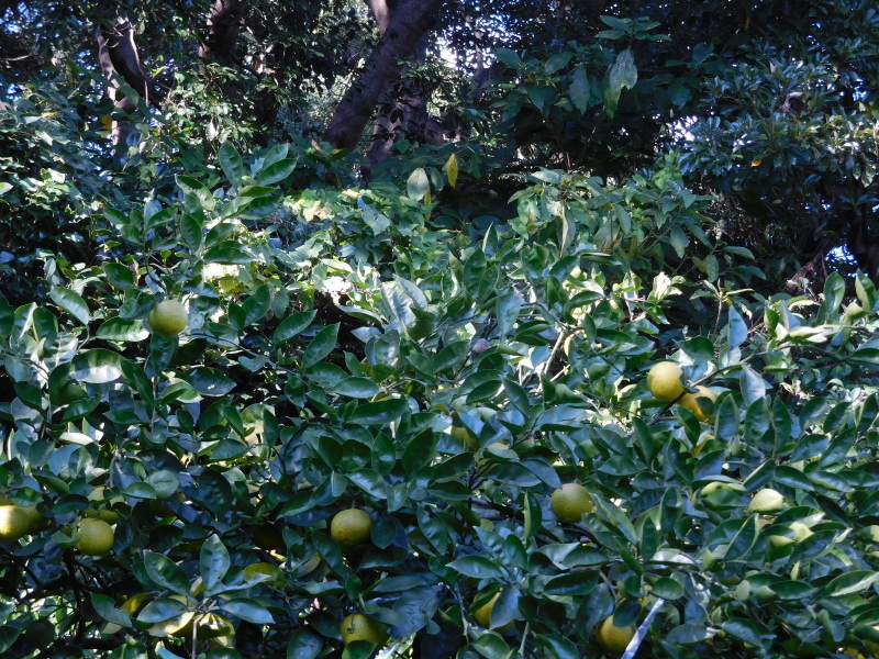 a0125419_05333991.jpg