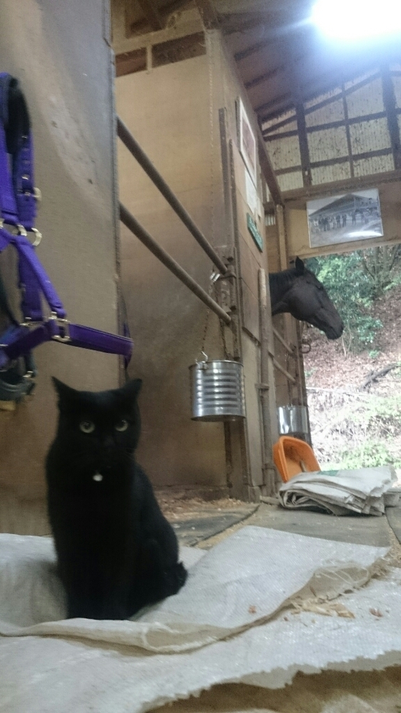 11月は_b0187620_21403125.jpg