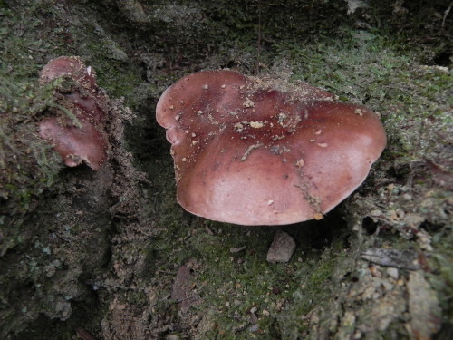 e0352220_11361851.jpg