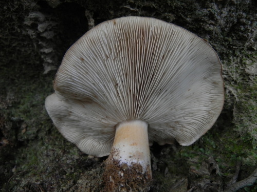 e0352220_11371770.jpg