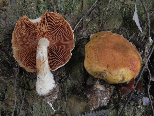e0352220_11390081.jpg