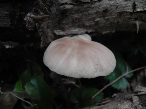 e0352220_11393013.jpg