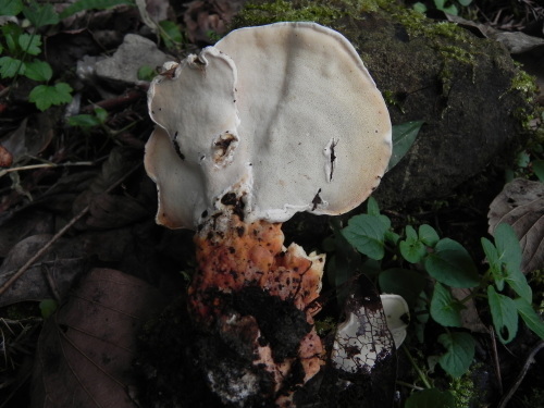 e0352220_13054444.jpg