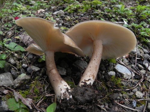 e0352220_13115233.jpg