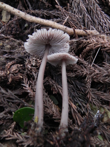 e0352220_13125224.jpg