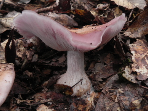 e0352220_13183788.jpg