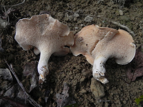 e0352220_13253553.jpg