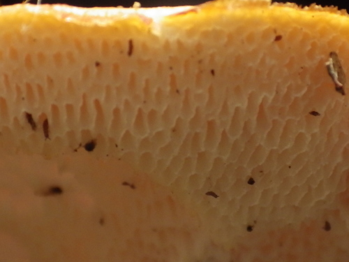 e0352220_13304379.jpg