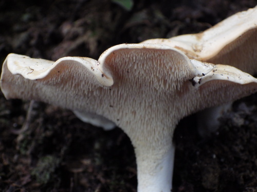 e0352220_13352393.jpg