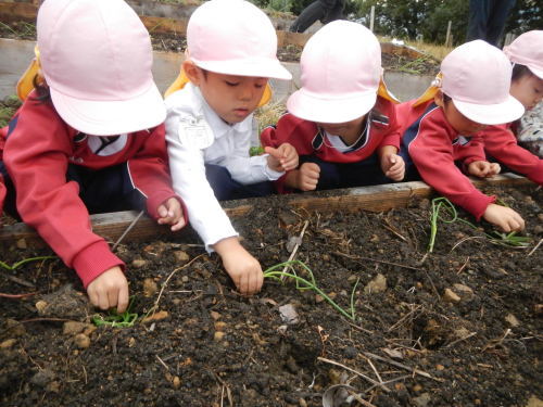 ☆みかづきの森にてたまねぎ植え☆_c0194522_15281911.jpg