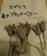 f0354923_23392707.jpg
