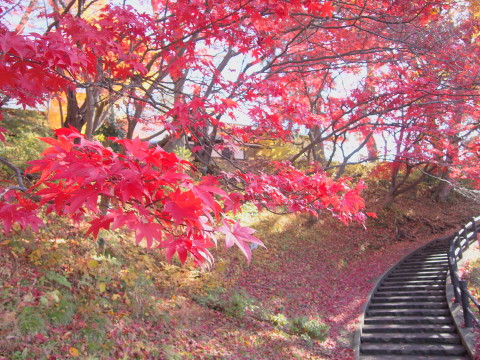 紅葉の弘前公園*2016.11.14_b0147224_20102557.jpg