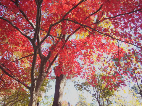 紅葉の弘前公園*2016.11.14_b0147224_2010443.jpg