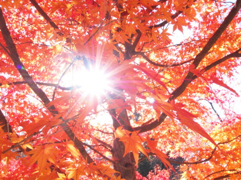 紅葉の弘前公園*2016.11.14_b0147224_2019598.jpg