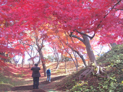 紅葉の弘前公園*2016.11.14_b0147224_2085013.jpg