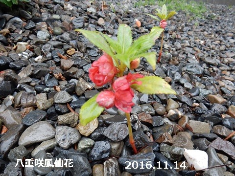 e0033229_19301171.jpg