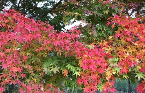 嵐山散策_a0197730_0215888.jpg