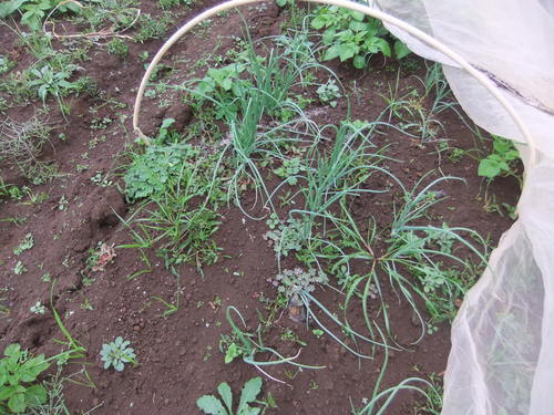 早生玉ねぎの植え付け.._b0137932_17501644.jpg