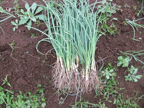 早生玉ねぎの植え付け.._b0137932_17504518.jpg