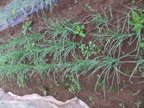 早生玉ねぎの植え付け.._b0137932_1754447.jpg