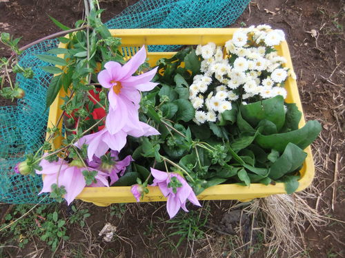 早生玉ねぎの植え付け.._b0137932_17554949.jpg