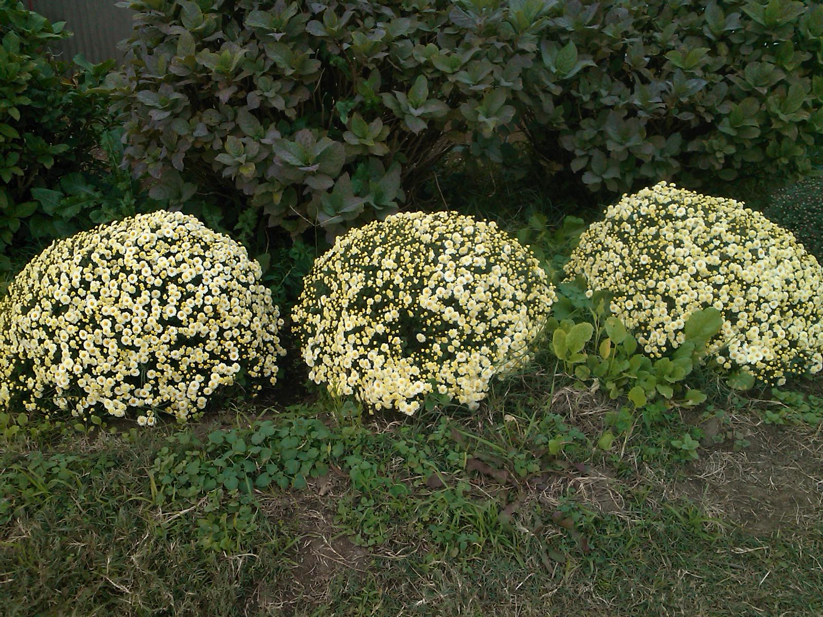 玉ねぎの植え付け準備完了!_b0137932_18462429.jpg