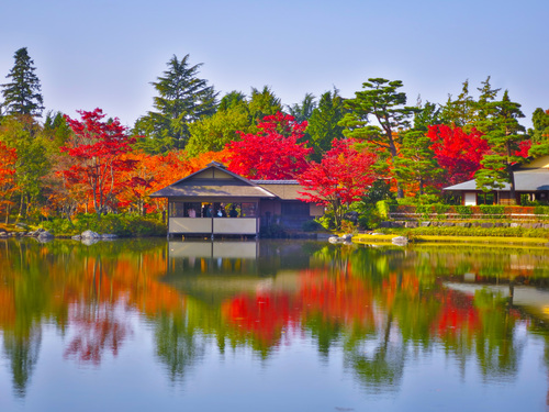 2016.11.13昭和記念公園の紅葉_e0321032_1559616.jpg