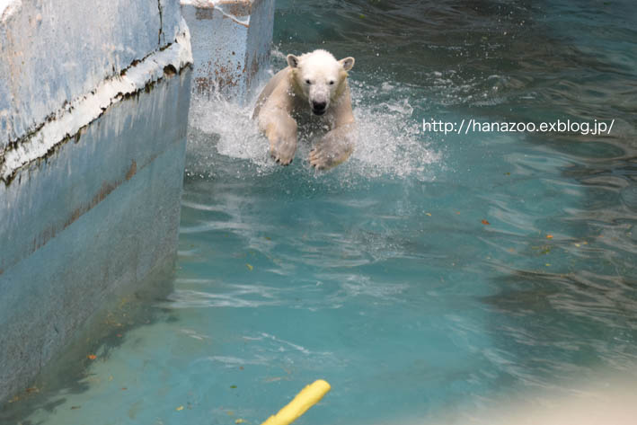 モモちゃんのガス管遊び_b0245634_16524341.jpg