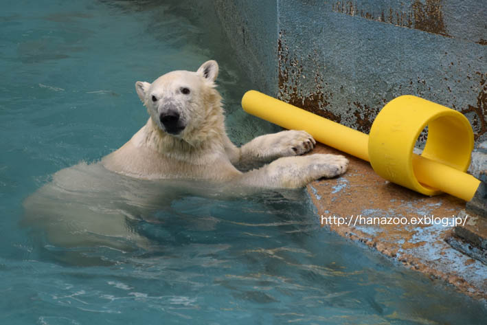 モモちゃんのガス管遊び_b0245634_1795690.jpg