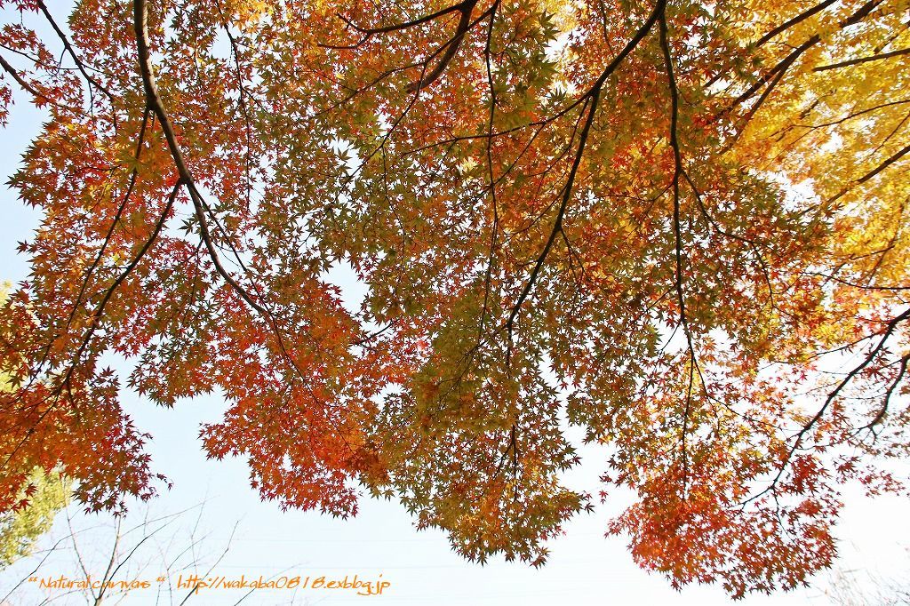 紅葉と菊花展を目当てに川口グリンセンタ－へ(^^♪_e0052135_16183808.jpg