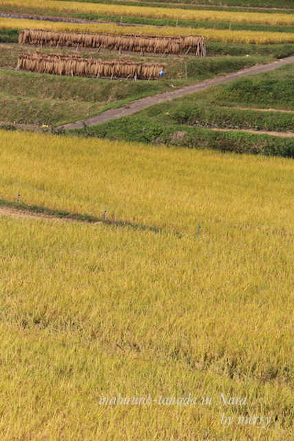 飛鳥を巡る 〜稲渕の棚田〜_a0207736_23054207.jpg