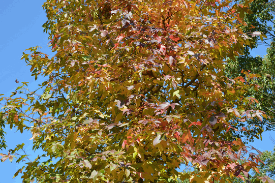 c0136736_15035399.gif