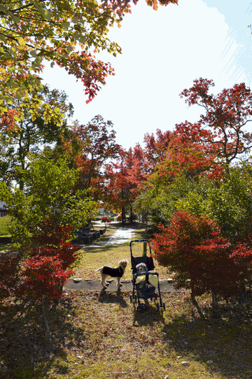 c0136736_15043433.gif