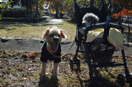 c0136736_15044141.gif