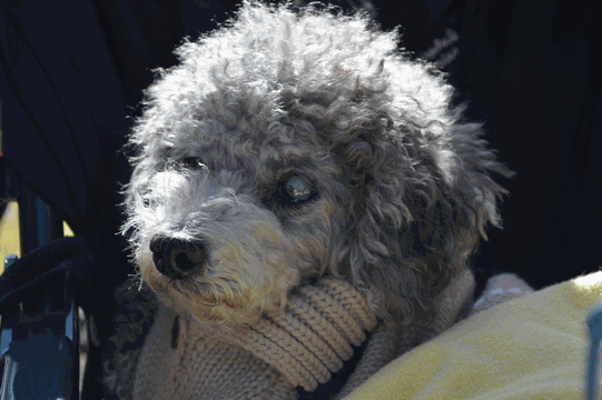 c0136736_15050152.gif