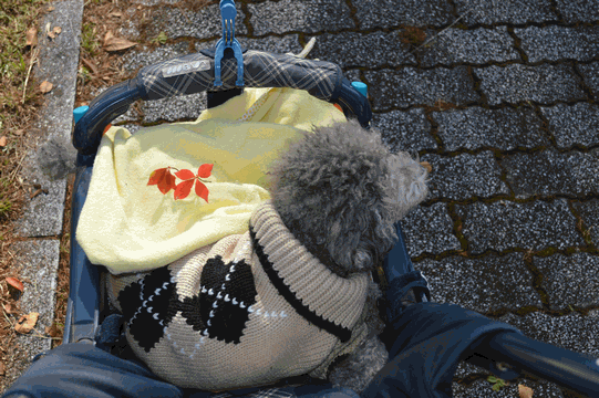 c0136736_15051140.gif