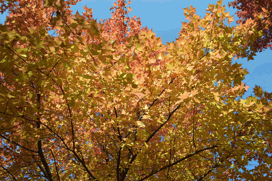 c0136736_15053794.gif