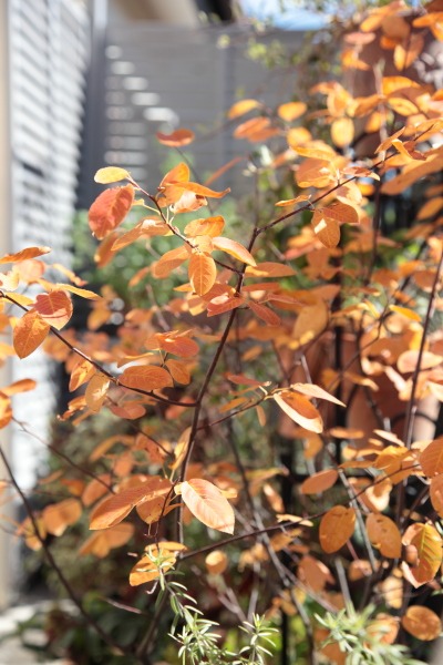 ジューンベリーの紅葉?黄葉?_a0227137_2152658.jpg