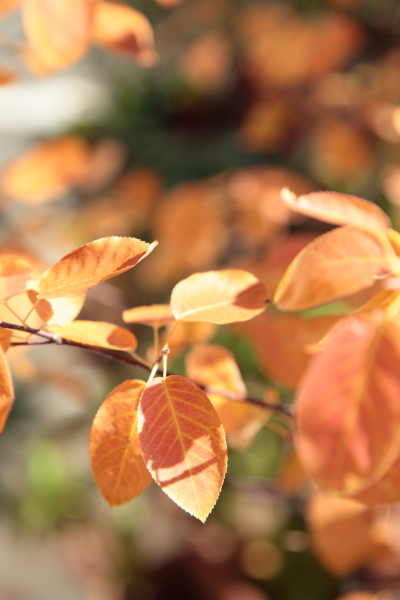 ジューンベリーの紅葉?黄葉?_a0227137_2221385.jpg