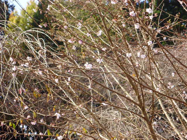 e0060041_1781916.jpg