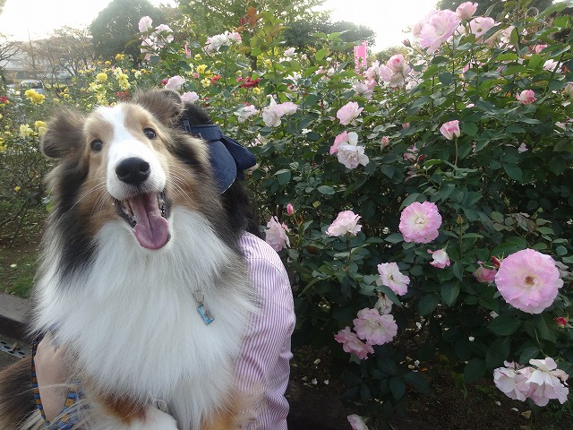 小田原フラワーセンターの薔薇フェア_e0195743_1223569.jpg
