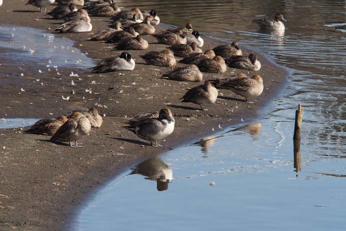 手賀沼の水鳥たち　-　Ⅱ_d0149245_15161155.jpg