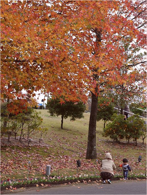 とっとり花回廊 ①　紅葉_a0256349_22385756.jpg