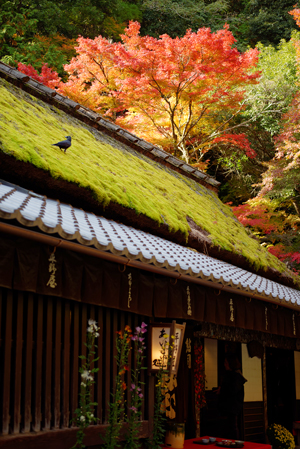 KYOTO autumn_a0293559_1625847.jpg