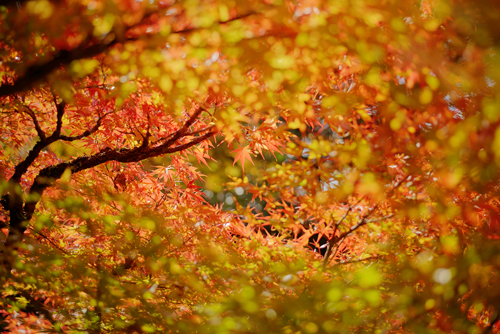 KYOTO autumn_a0293559_1633622.jpg