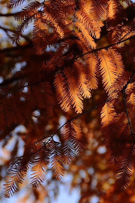 紅葉する針葉樹 木の気持